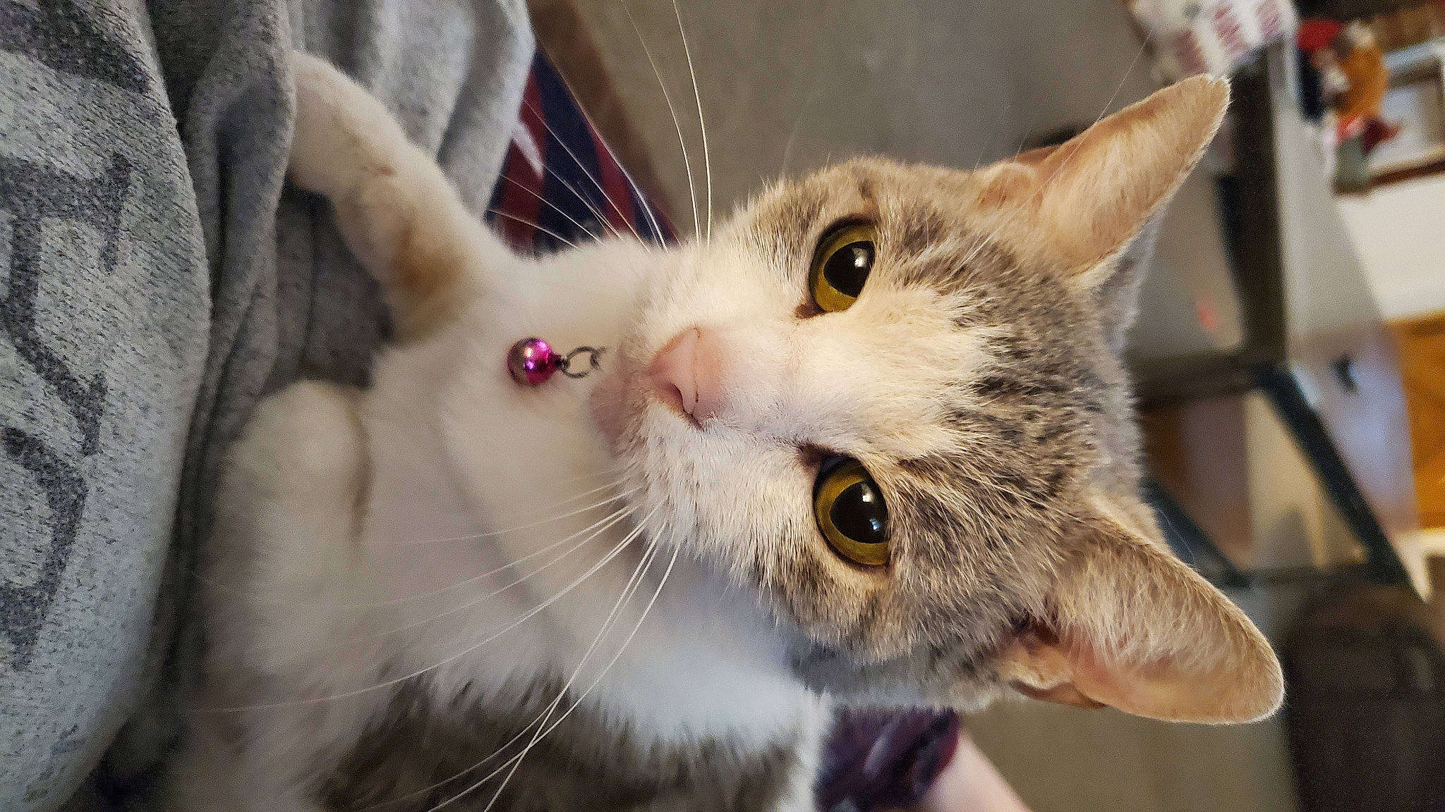 Khloe joined the competition — help win amazing prizes! carnivore, cat, collar, domestic_short_haired_cat, felidae, fur, paw, small_to_medium_sized_cats, snout, whiskers