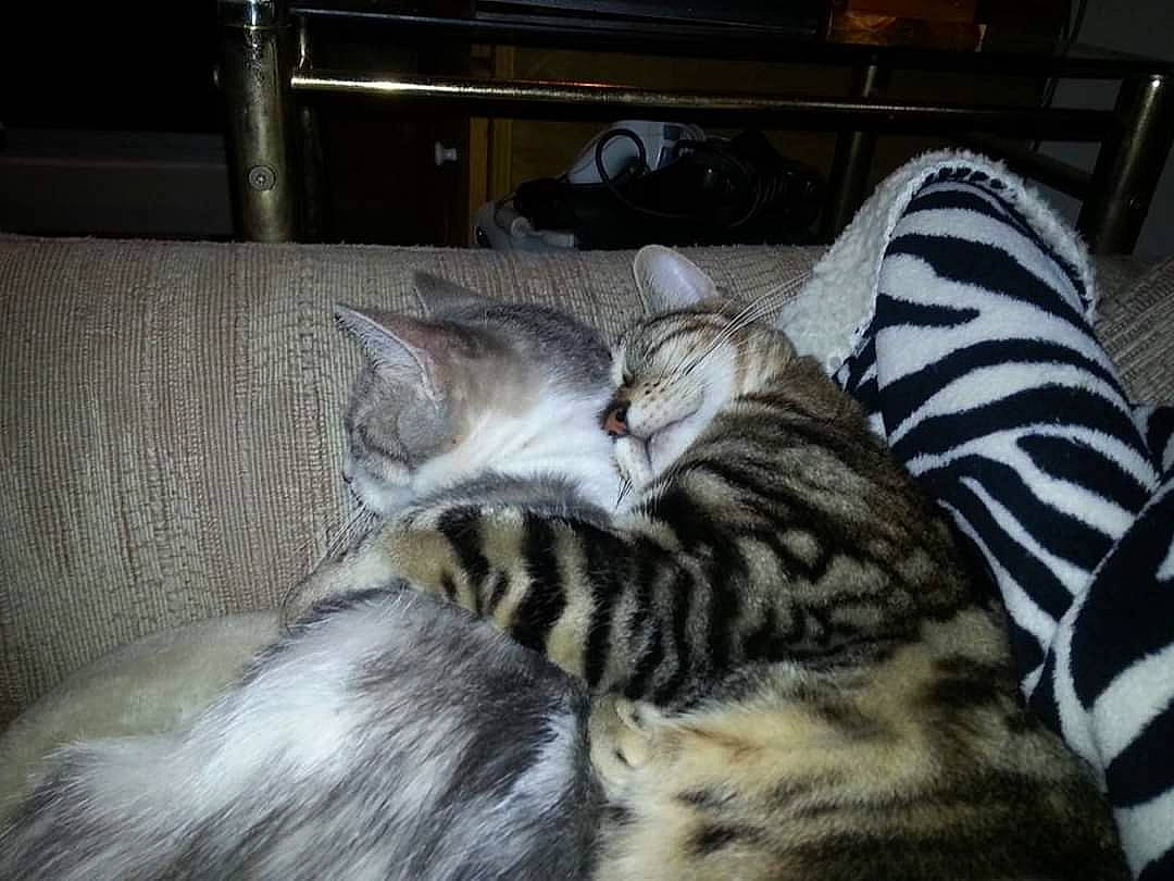 Khloe joined the competition — help win amazing prizes! bedding, carnivore, cat, claw, comfort, domestic_short_haired_cat, felidae, fur, hardwood, nap, paw, room, sleep, small_to_medium_sized_cats, snout, tail, terrestrial_animal, whiskers, wildlife, wood