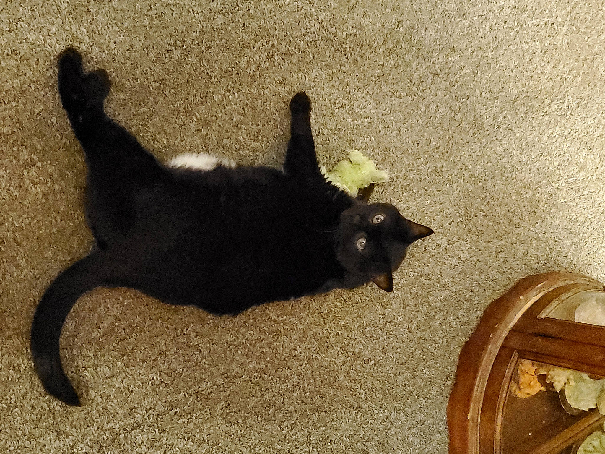 Eleanor joined the competition — help win amazing prizes! black_cat, bombay, carnivore, cat, dog_breed, domestic_short_haired_cat, felidae, flooring, fur, mammal, paw, shadow, small_to_medium_sized_cats, snout, tail, terrestrial_animal, tints_and_shades, vertebrate, whiskers, wood