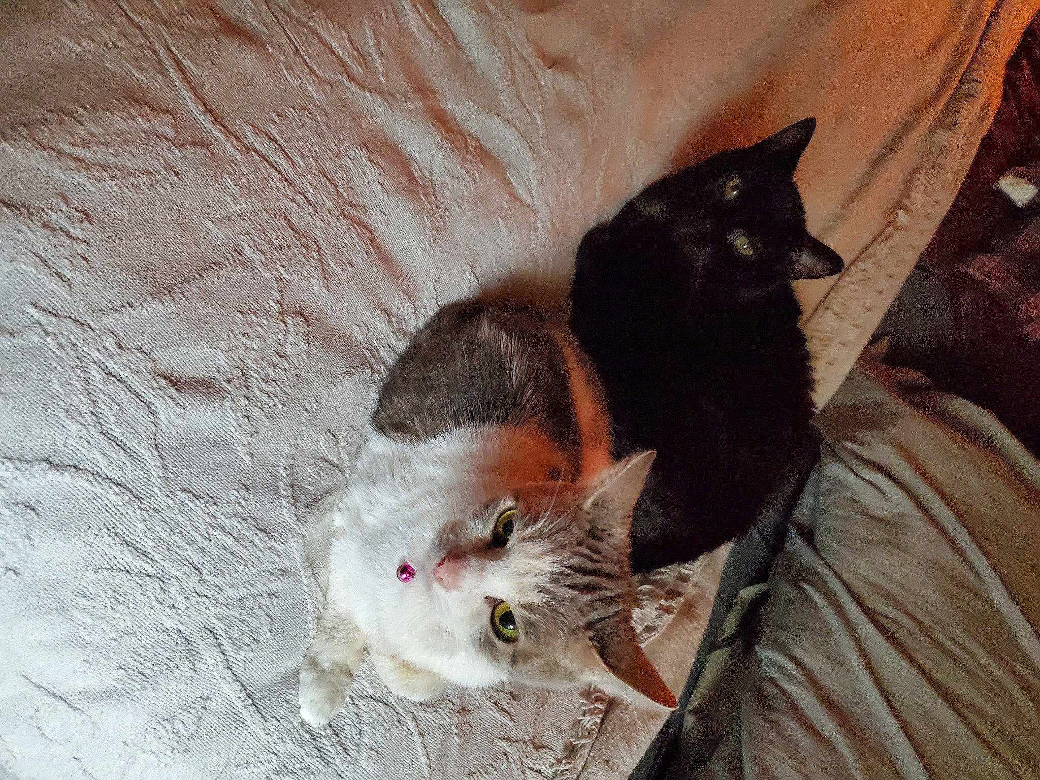 Eleanor is registered to the contest to win money with this photo: carnivore, cat, claw, comfort, domestic_short_haired_cat, felidae, foot, fur, nap, paw, small_to_medium_sized_cats, tail, whiskers