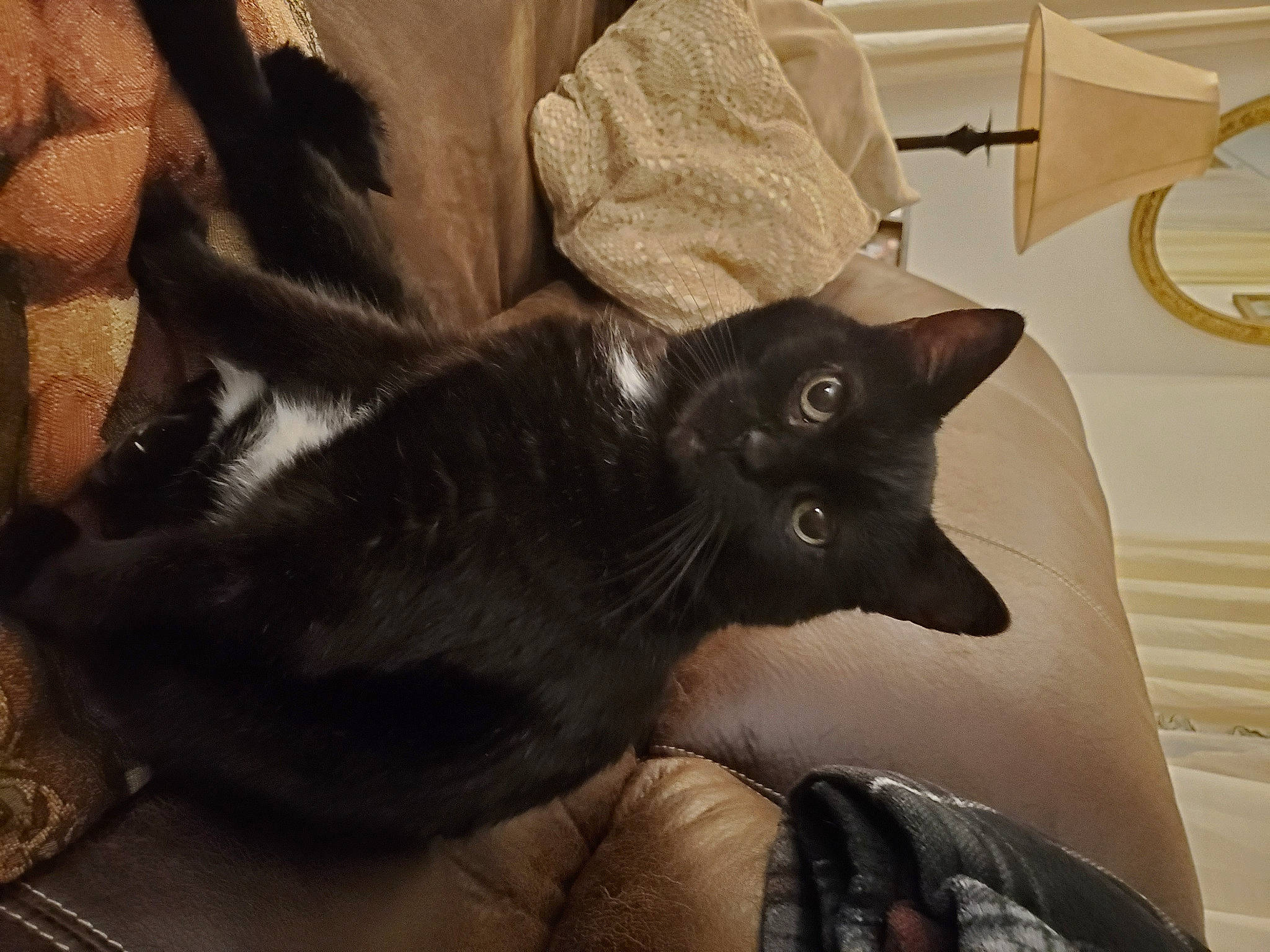 Eleanor is registered to the contest to win money with this photo: black_cat, bombay, carnivore, cat, claw, comfort, domestic_short_haired_cat, ear, felidae, fur, grey, havana_brown, sitting, small_to_medium_sized_cats, tail, whiskers, window