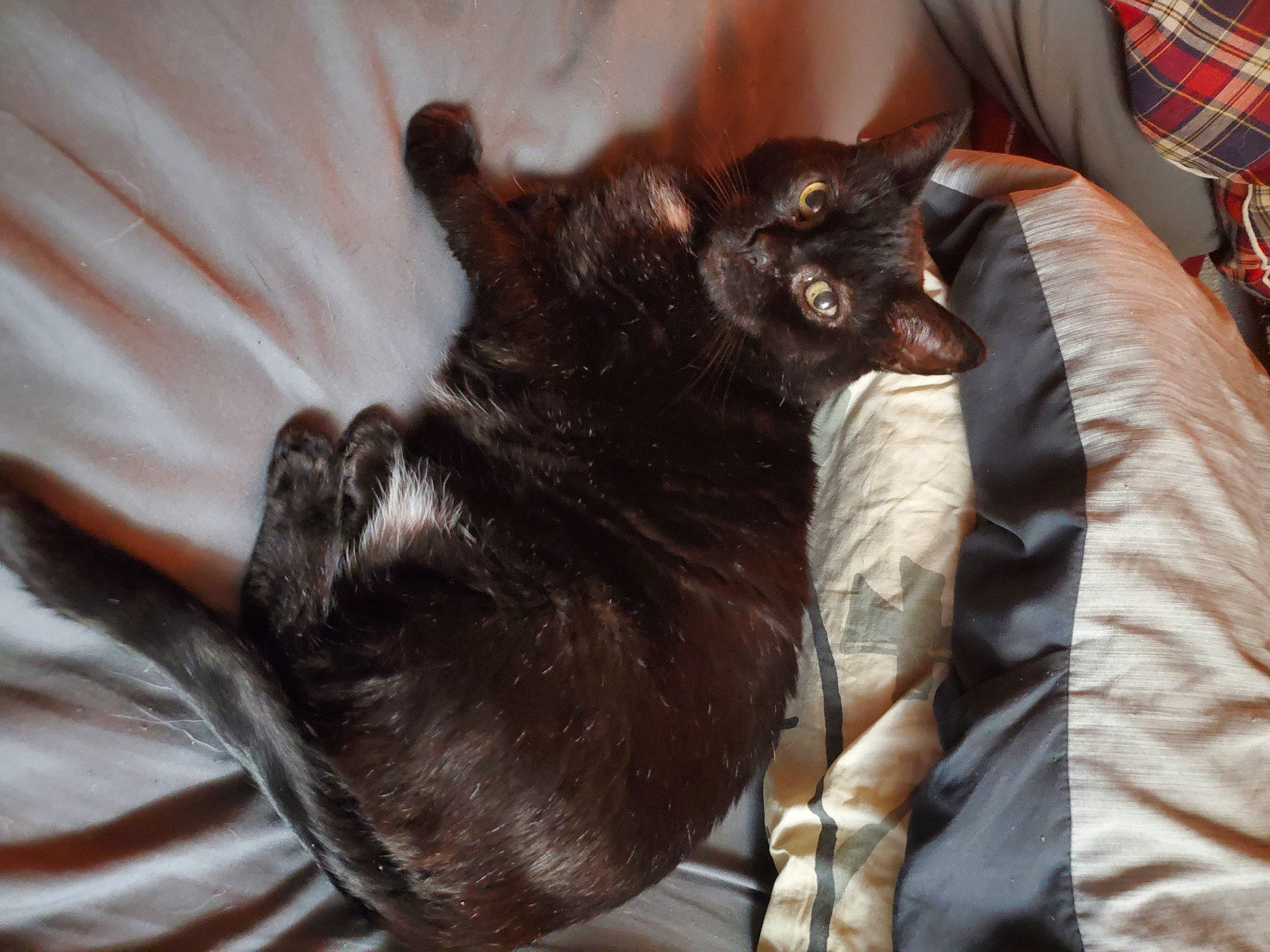 Eleanor joined the competition — help win amazing prizes! bed, black_cat, bombay, brown, canidae, carnivore, cat, claw, comfort, dog_breed, domestic_short_haired_cat, felidae, fur, linens, paw, plaid, small_to_medium_sized_cats, tail, tartan, whiskers