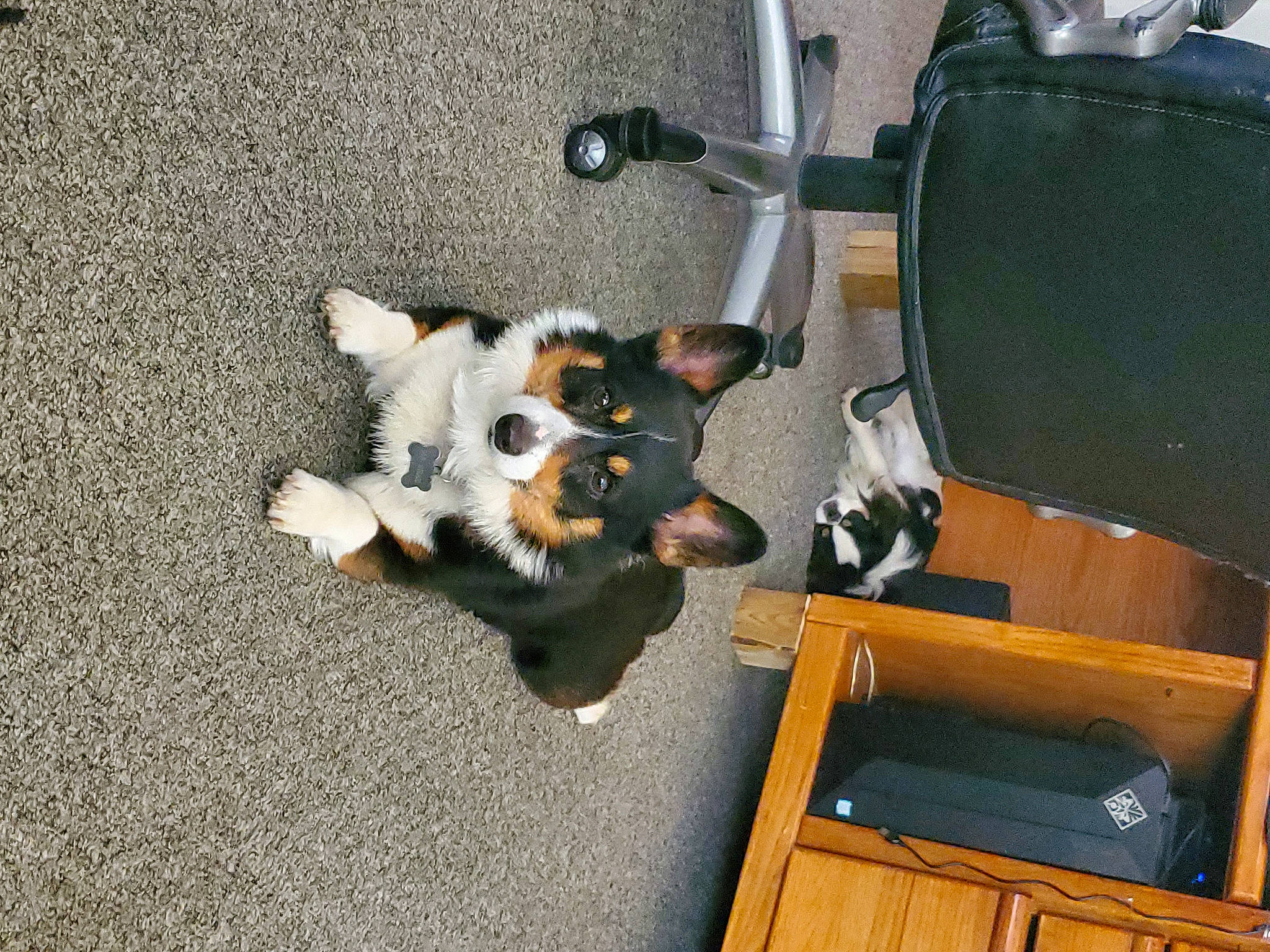 Mr. Bear is registered to the contest to win money with this photo: asphalt, auto_part, automotive_exterior, canidae, carnivore, companion_dog, dog, dog_breed, flooring, fur, machine, non_sporting_group, paw, sporting_group, tail, tire, toy_dog, vehicle, wood, working_animal