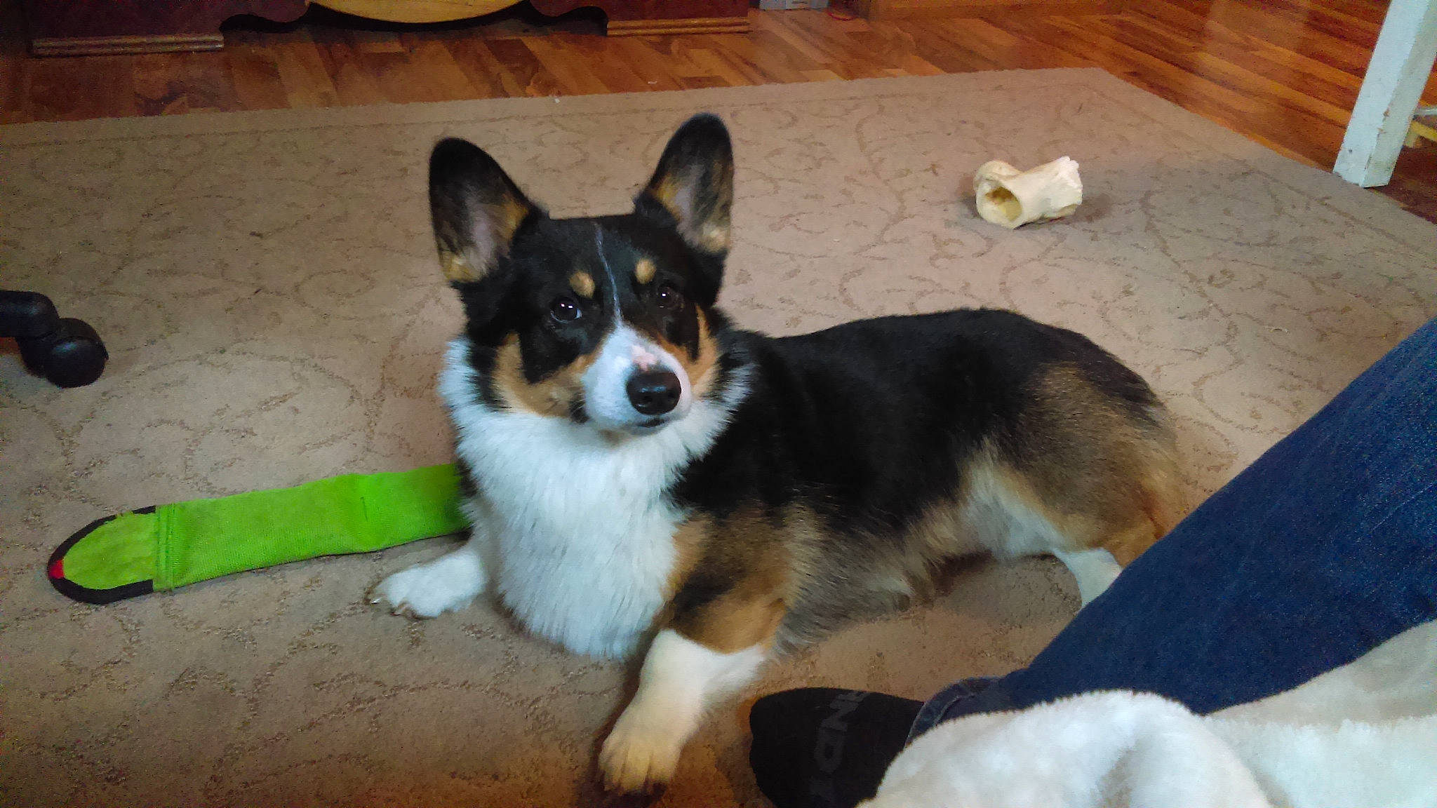 Mr. Bear joined the competition — help win amazing prizes! art, biting, carnivore, companion_dog, dog, dog_breed, flooring, hardwood, herding_dog, paw, snout, sporting_group, tail, terrestrial_animal, wood, working_dog