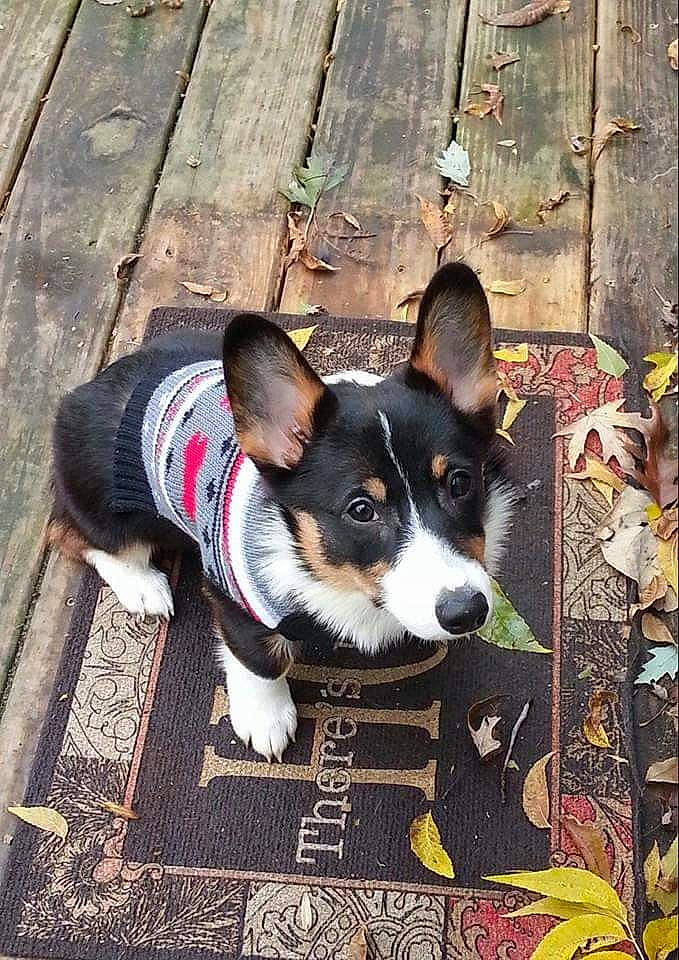 Mr. Bear joined the competition — help win amazing prizes! art, canidae, carnivore, companion_dog, dog, dog_breed, dog_supply, flooring, herding_dog, pattern, snout, sporting_group, toy_dog, wood, working_animal, working_dog