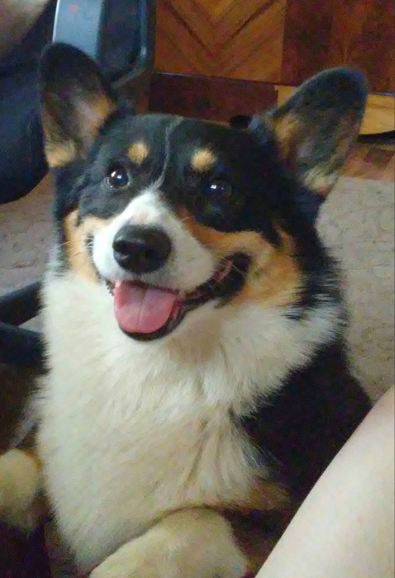 Mr. Bear joined the competition — help win amazing prizes! carnivore, companion_dog, dog, dog_breed, fur, herding_dog, snout, sporting_group, terrestrial_animal, whiskers, working_animal, working_dog