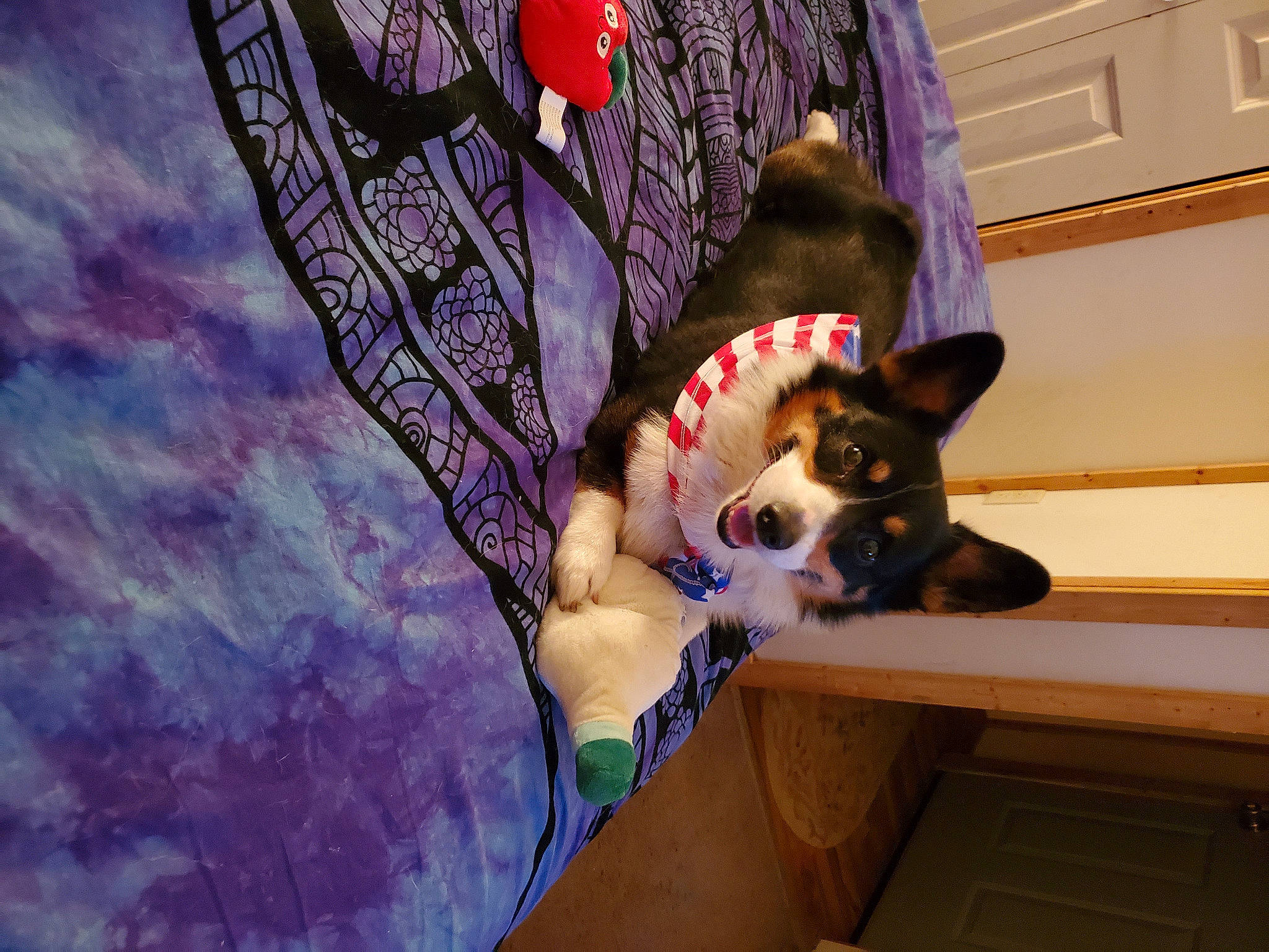 Mr. Bear is registered to the contest to win money with this photo: carnivore, companion_dog, costume, dog_breed, eyewear, fashion_accessory, fawn, felidae, fictional_character, fur, hat, linens, magenta, purple, small_to_medium_sized_cats, stuffed_toy, tail, toy, violet, whiskers