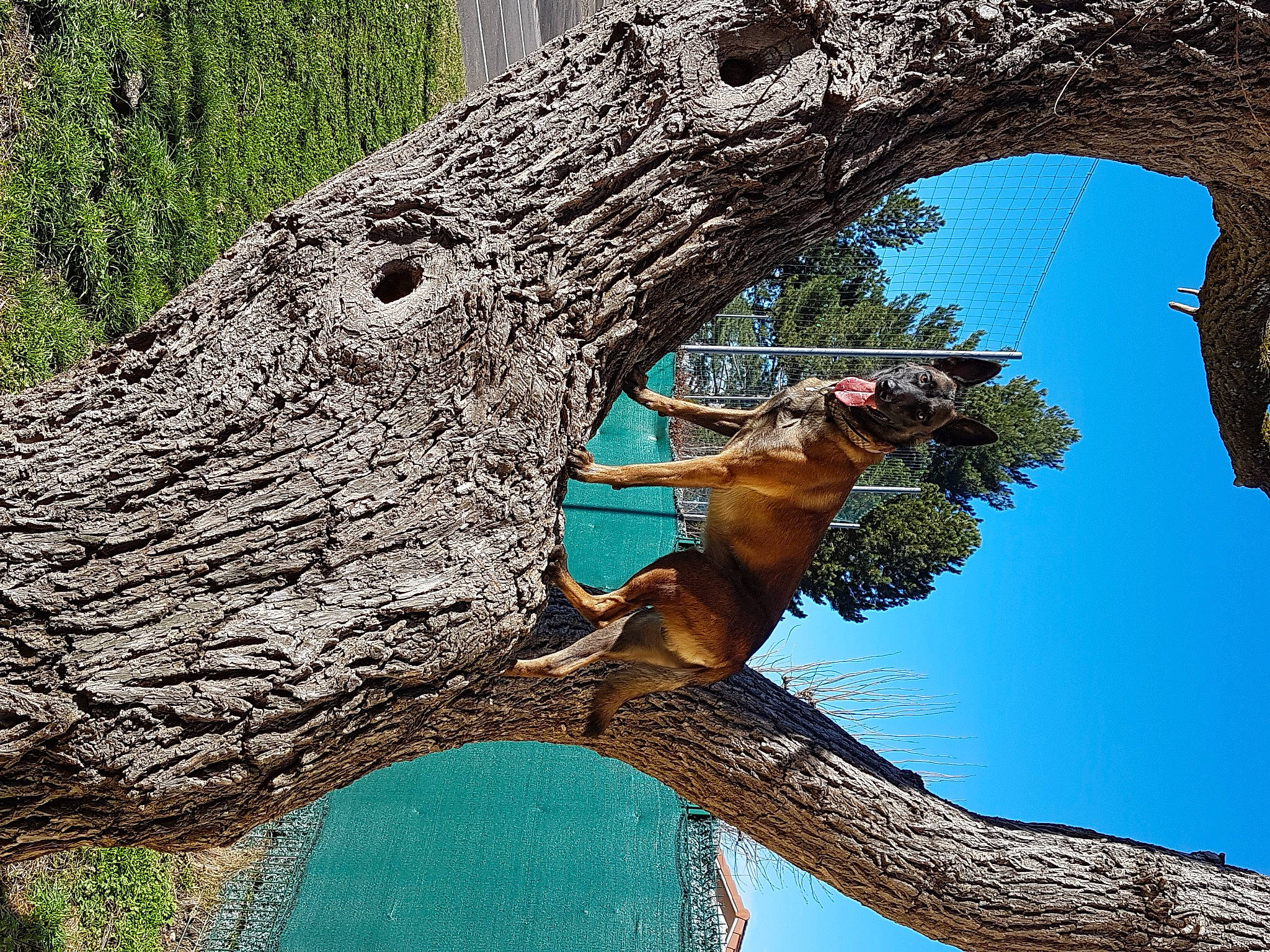 Joy a rejoint le concours — aidez-le/la à gagner de superbes lots ! adaptation, art, biome, botany, branch, environmental_art, nature, organism, plant, rock, sculpture, sky, terrestrial_plant, tree, trunk, twig, wildlife, wood, woody_plant