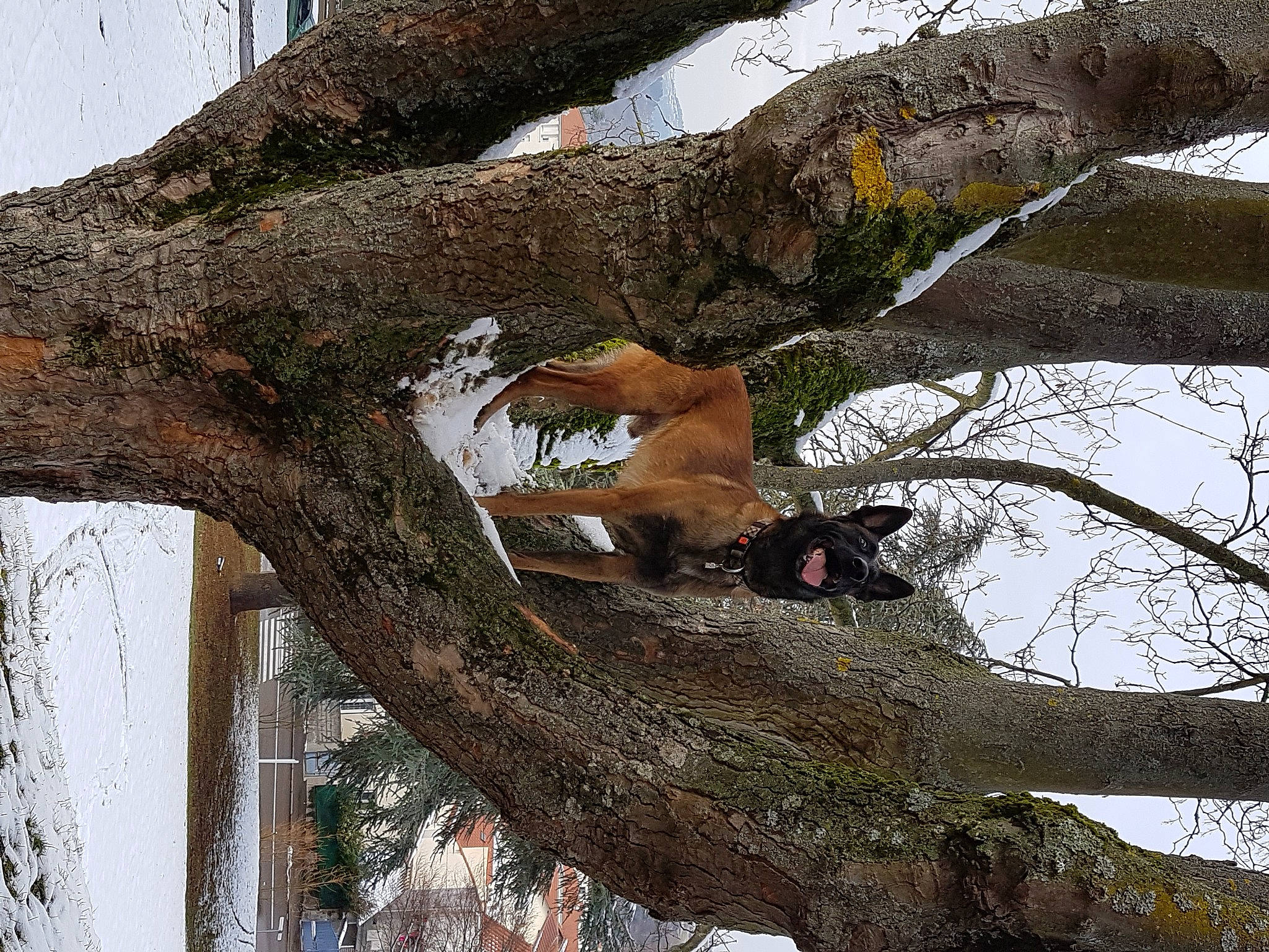 Joy participe au concours pour gagner de l&#x27;argent avec cette photo : biome, branch, plant_stem, sky, tree, trunk, twig, wildlife, winter, wood, woody_plant