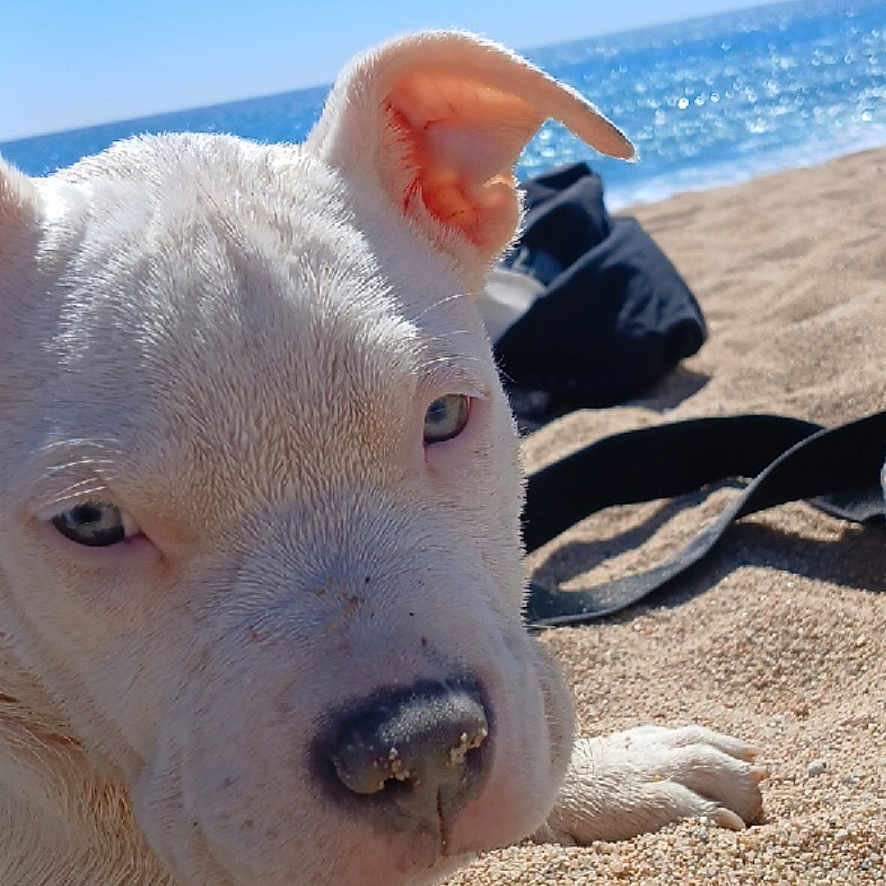 Luna a rejoint le concours — aidez-le/la à gagner de superbes lots ! advertisement, animal, ball, beach, bulldog, canine, coast, dog, nature, outdoors, pet, pitbull, puppy, sea, shoreline, soil, sport, text, water, whitedog