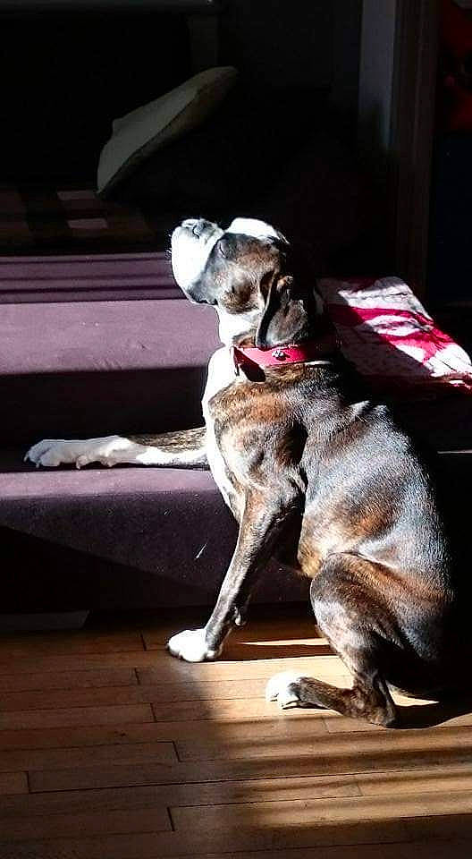 Paddy a rejoint le concours — aidez-le/la à gagner de superbes lots ! canidae, carnivore, collar, comfort, companion_dog, dog, dog_breed, dog_collar, fawn, fur, non_sporting_group, pet_supply, snout, sporting_group, tail, terrestrial_animal, whiskers, wood, working_animal, working_dog