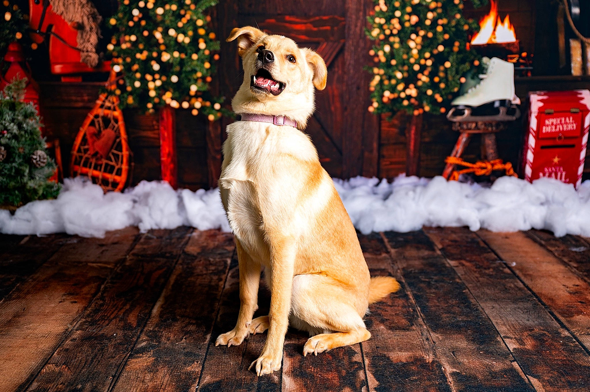 Coral is registered to the contest to win money with this photo: ball, carnivore, christmas, christmas_decoration, companion_dog, dog, dog_breed, event, fawn, fun, fur, holiday, leisure, light, plant, snout, tail, tree, winter, wood