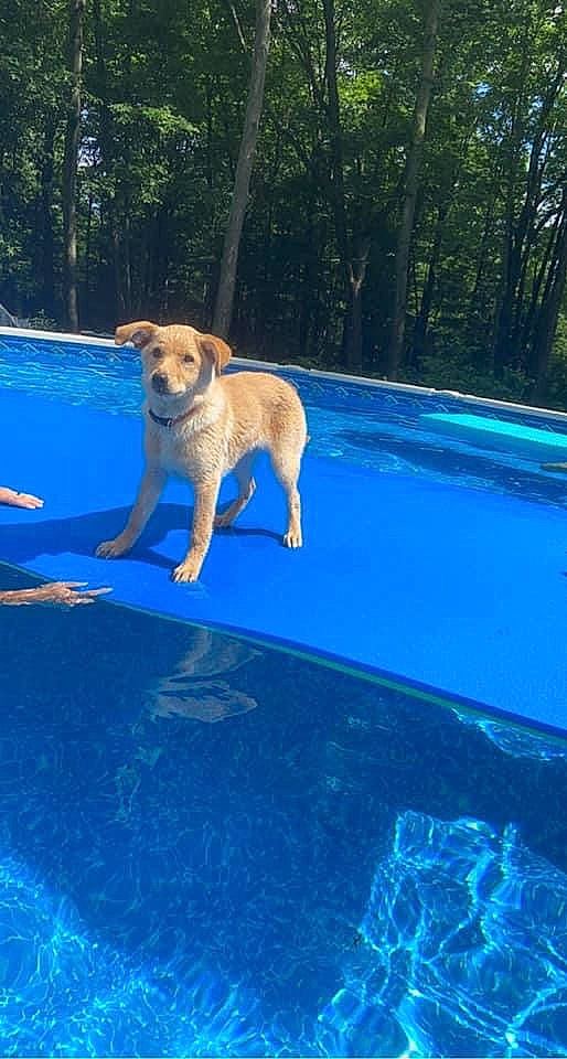 Coral is registered to the contest to win money with this photo: azure, blue, canidae, carnivore, collar, companion_dog, dog, dog_breed, electric_blue, fawn, grass, gun_dog, leisure, plant, recreation, sporting_group, swimming_pool, tail, tree, water