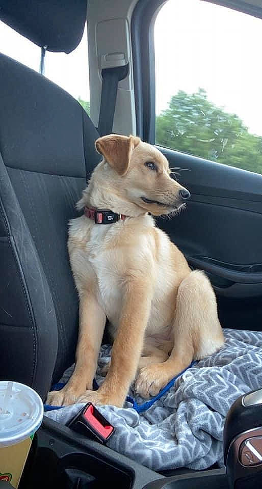 Coral joined the competition — help win amazing prizes! auto_part, canidae, carnivore, collar, companion_dog, dog, dog_breed, dog_collar, fawn, fur, paw, pet_supply, sky, snout, sporting_group, tail, tree, vehicle_door, windshield, working_animal