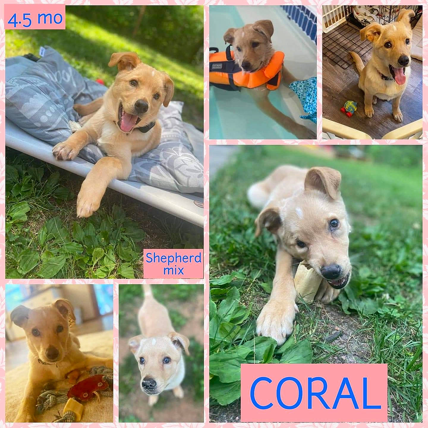Coral is registered to the contest to win money with this photo: adaptation, carnivore, collage, companion_dog, dog, dog_breed, dog_supply, fawn, font, grass, green, mammal, organism, pet_supply, photo_caption, photograph, snout, sporting_group, vertebrate, working_animal