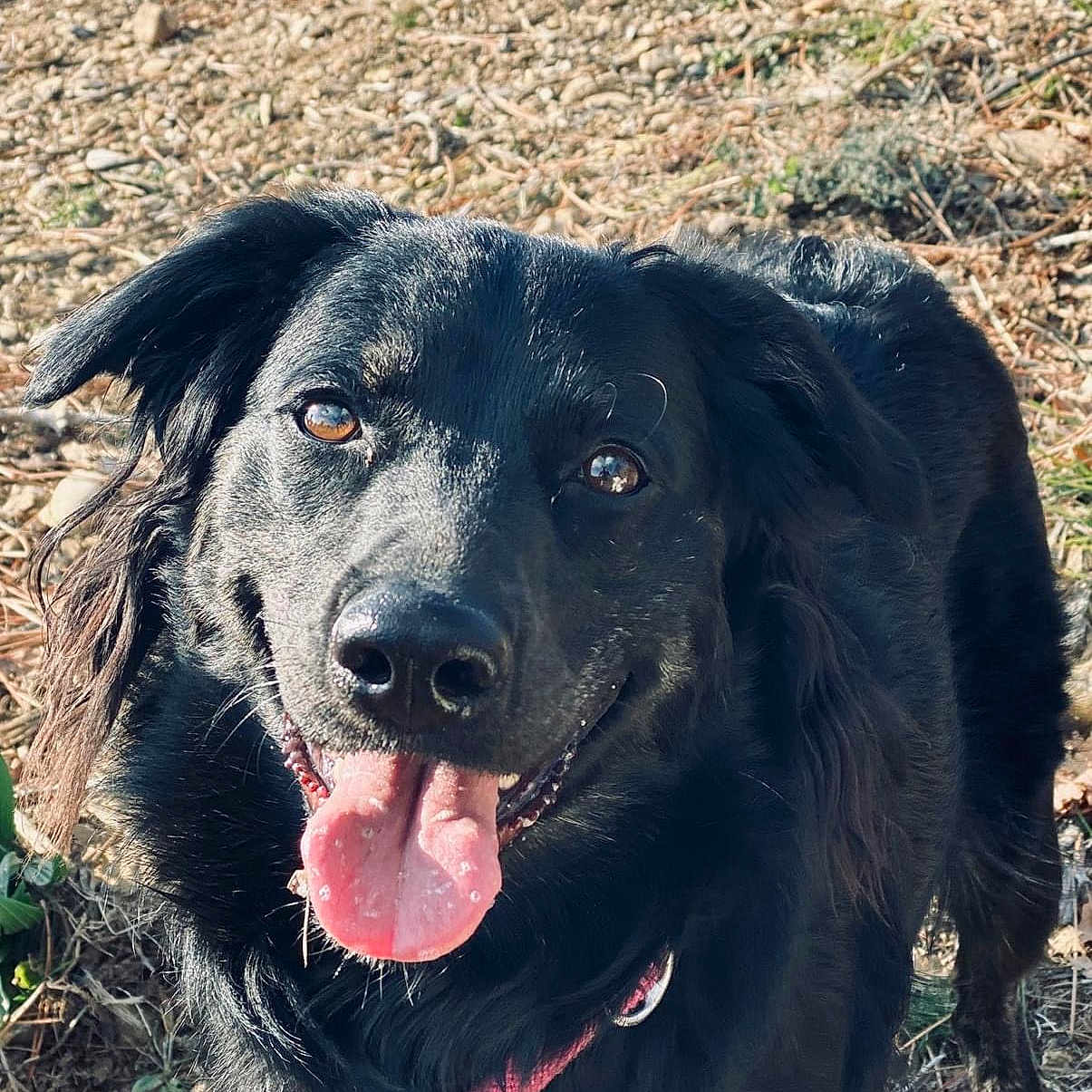 Nala