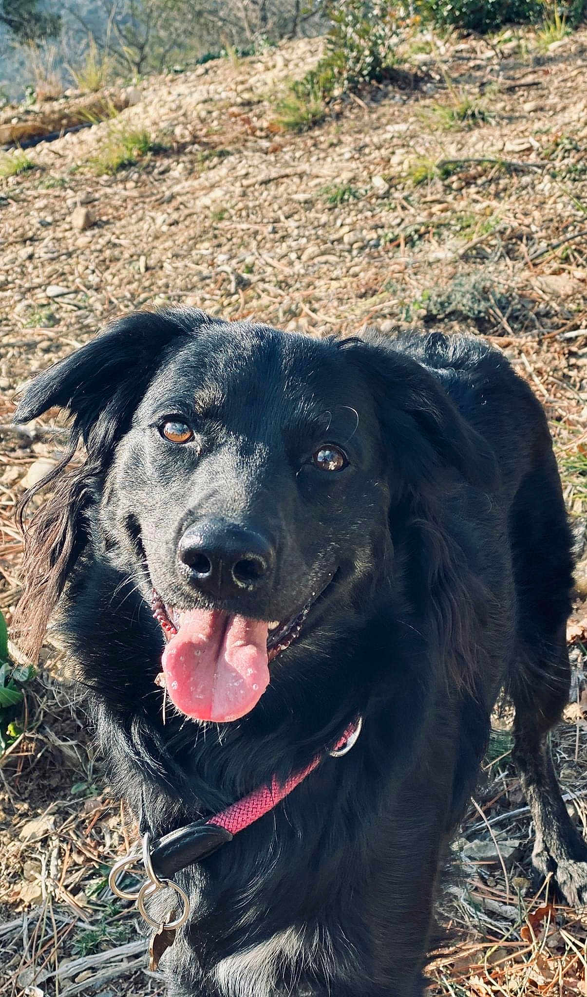 Nala