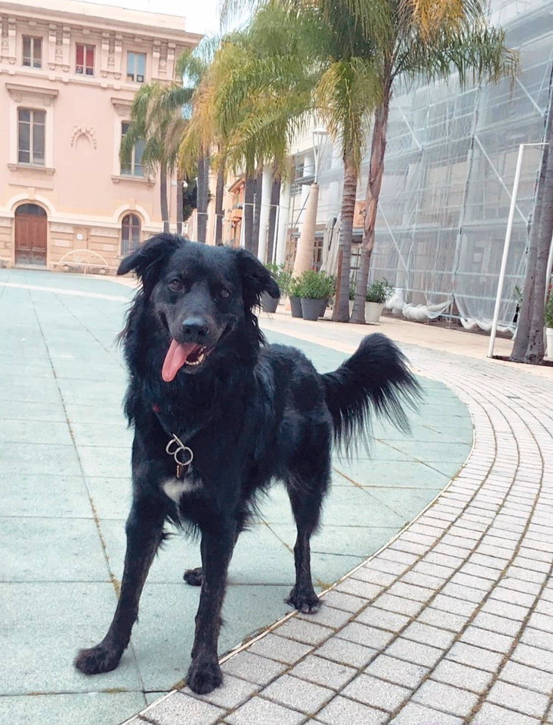 Nala participe au concours pour gagner de l'argent avec cette photo : arecales, canidae, carnivore, claw, cobblestone, collar, companion_dog, dog, dog_breed, dog_collar, flagstone, fur, palm_tree, sidewalk, snout, sporting_group, tail, walkway, window, working_animal