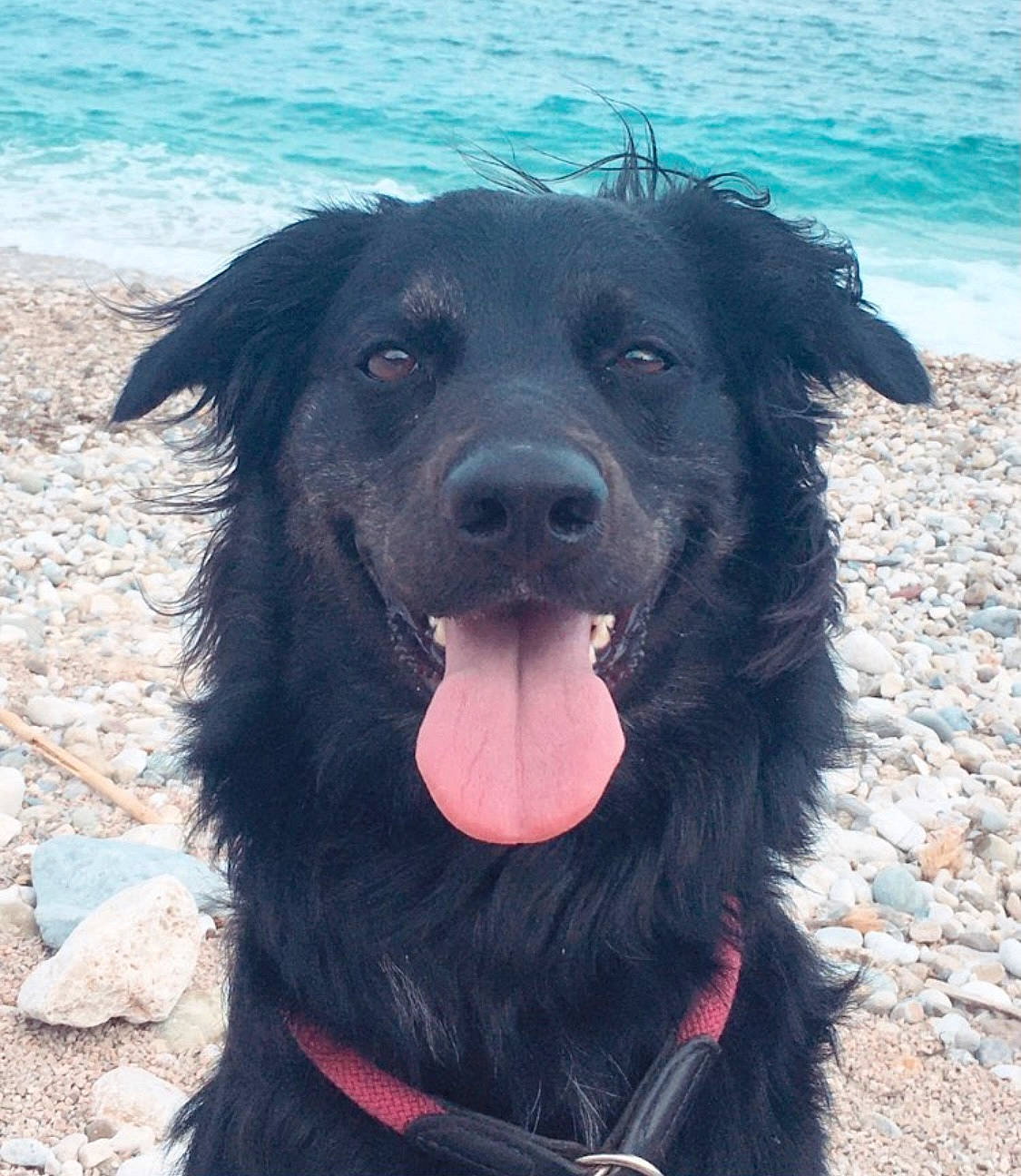 Nala a rejoint le concours — aidez-le/la à gagner de superbes lots ! aqua, beach, black, carnivore, coastal_and_oceanic_landforms, collar, companion_dog, dog, dog_breed, fur, mammal, ocean, organ, sea, snout, sporting_group, teal, tongue, vertebrate, working_animal