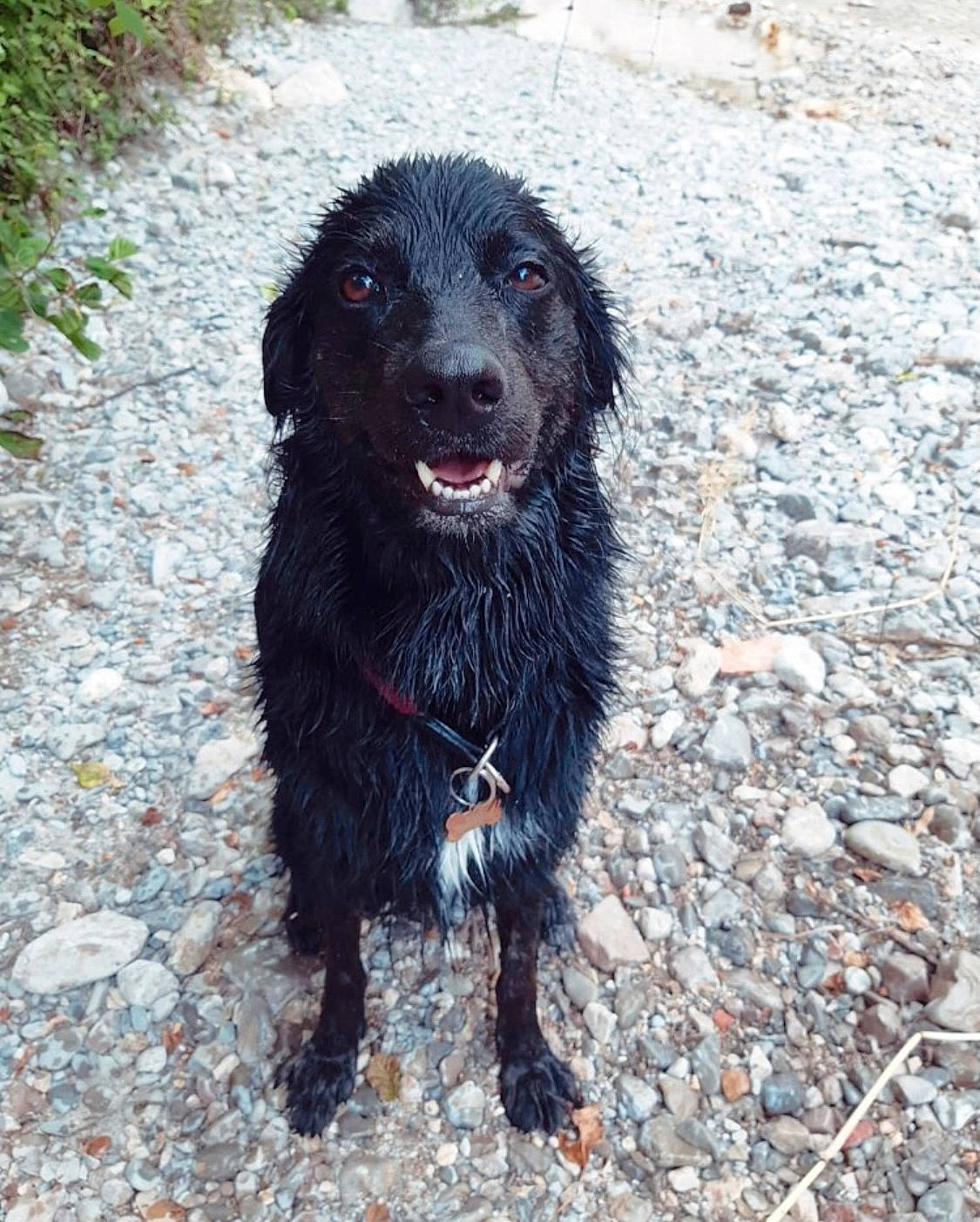 Nala a rejoint le concours — aidez-le/la à gagner de superbes lots ! canidae, carnivore, collar, companion_dog, dog, dog_breed, dog_collar, fur, gun_dog, leash, organism, snout, sporting_group, street_dog, water_dog, working_animal, working_dog