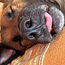 animal, beige, close_up, cozy, cute, dog, fabric, fur, indoor, nose, orange, pet, portrait, relaxed, resting, sleeping, snout, texture, tongue_out, whiskers