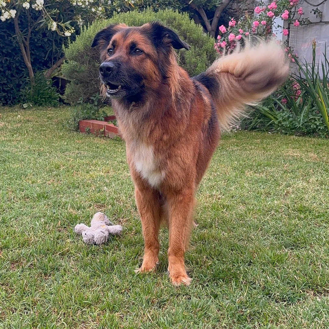 Koda