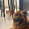 Koda participe au concours pour gagner de l'argent avec cette photo : animal, brown, cat, chair, curious, dog, domestic, floor, fur, furniture, happy, indoor, legs, orange, pet, relaxed, smiling, tile, tongue, white