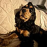dog, black_and_tan, cocker_spaniel, pet, indoor, couch, quilted, furniture, fur, animal, canine, relaxed, portrait, looking_up, cozy, home, companion, long_ear, soft_light, curious