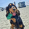 dog, beach, sand, bandana, tongue_out, sunny, outdoor, kite, blue_sky, pet, happy, cocker_spaniel, animal, playful, summer, canine, vacation, fun, ears, leisure