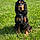 Odie