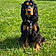 Odie