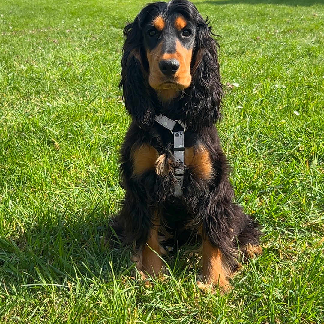Odie participe au concours pour gagner de l'argent avec cette photo : dog, grass, outdoor, sunny, parked_cars, brick_building, rocks, trees, black_dog, tan_markings, leash, pet, animal, sitting, daytime, nature, canine, collar, portrait, greenery