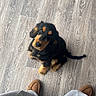 Odie participe au concours pour gagner de l'argent avec cette photo : dog, puppy, black, tan, wooden_floor, looking_up, curious, pet, indoor, flooring, person, pants, slippers, brown, gray, cute, animal, young_dog, legs, domestic_animal
