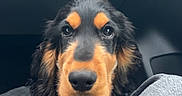 Odie participe au concours pour gagner de l'argent avec cette photo : dog, puppy, black_and_tan, pet, car_interior, seat, denim, knee, looking, cute, animal, collar, fur, ears, nose, eyes, young_dog, indoor, portrait, companion