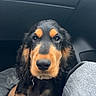 dog, puppy, black_and_tan, pet, car_interior, seat, denim, knee, looking, cute, animal, collar, fur, ears, nose, eyes, young_dog, indoor, portrait, companion