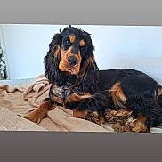 Odie a rejoint le concours — aidez-le/la à gagner de superbes lots ! dog, black, tan, long_hair, pet, canine, blanket, bed, indoor, resting, curious, fur, animal, companion, cute, relaxed, portrait, laying_down, ears, snout