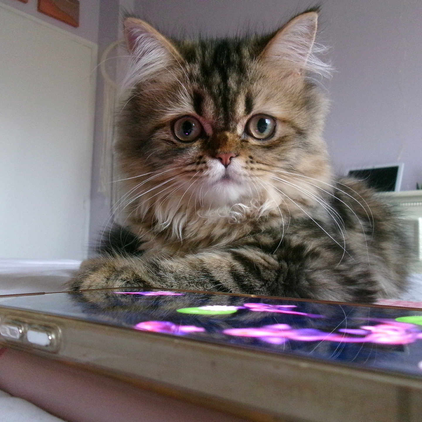 Mochi is registered to the contest to win money with this photo: bedroom, cat, closeup, curious, cute, domestic_animal, ears, fluffy, fur, furniture, indoor, kitten, paw, pet, reflection, resting, smartphone, tabby, whiskers, young