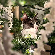 Bojangles is registered to the contest to win money with this photo: animal, branches, cat, closeup, curious, decor, fauna, feline, festive, focus, greenery, holiday, indoors, nature, pet, portrait, soft_light, tuxedo_cat, whiskers, white_decorations