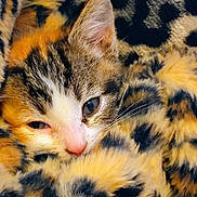 Maple joined the competition — help win amazing prizes! kitten, cat, close_up, sleepy, fur, leopard_print, blanket, cozy, cute, animal, pet, whiskers, face, pink_nose, tabby, soft, warm, resting, indoor, feline