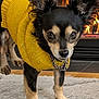 dog, small_dog, yellow_sweater, knitted_sweater, carpet, fireplace, indoor, pet, fur, ears, paws, curious, warm, cozy, home, animal, cute, portrait, looking, black_and_tan