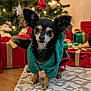 dog, small_dog, chihuahua, clothing, hoodie, christmas_tree, christmas_lights, ornaments, presents, gift_boxes, holiday, decorations, indoor, rug, wooden_floor, pet, cute, black_dog, festive, animal
