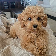 Lizzie joined the competition — help win amazing prizes! puppy, dog, fluffy, brown, cute, pet, indoor, blanket, living_room, cozy, fur, animal, companion, relaxing, closeup, adorable, canine, home, soft, portrait