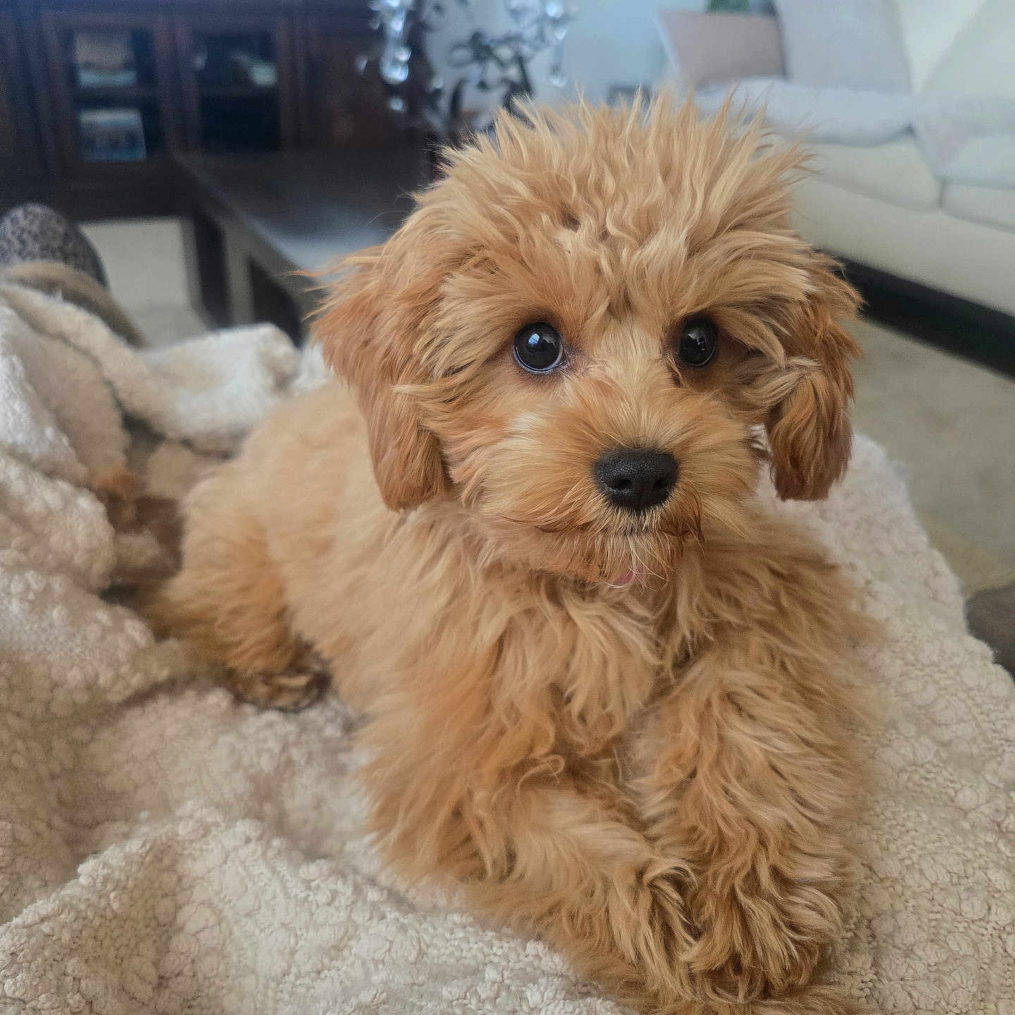 Lizzie joined the competition — help win amazing prizes! adorable, animal, blanket, brown, canine, closeup, companion, cozy, cute, dog, fluffy, fur, home, indoor, living_room, pet, portrait, puppy, relaxing, soft