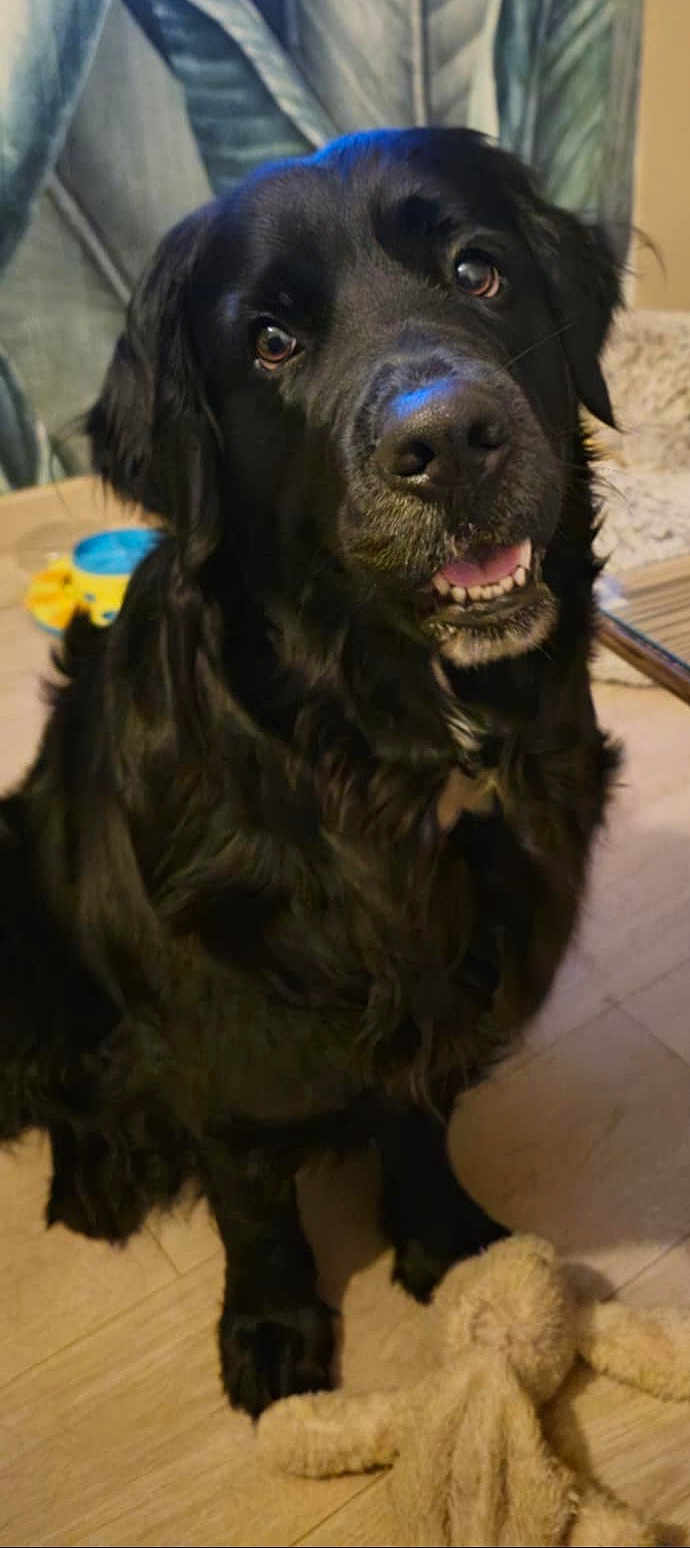 Taya participe au concours pour gagner de l'argent avec cette photo : dog, black_dog, indoor, wooden_floor, plush_toy, pet, canine, looking_up, fur, animal, companion, floor, toy, cute, domestic, pet_toy, friendly, sitting, household, background