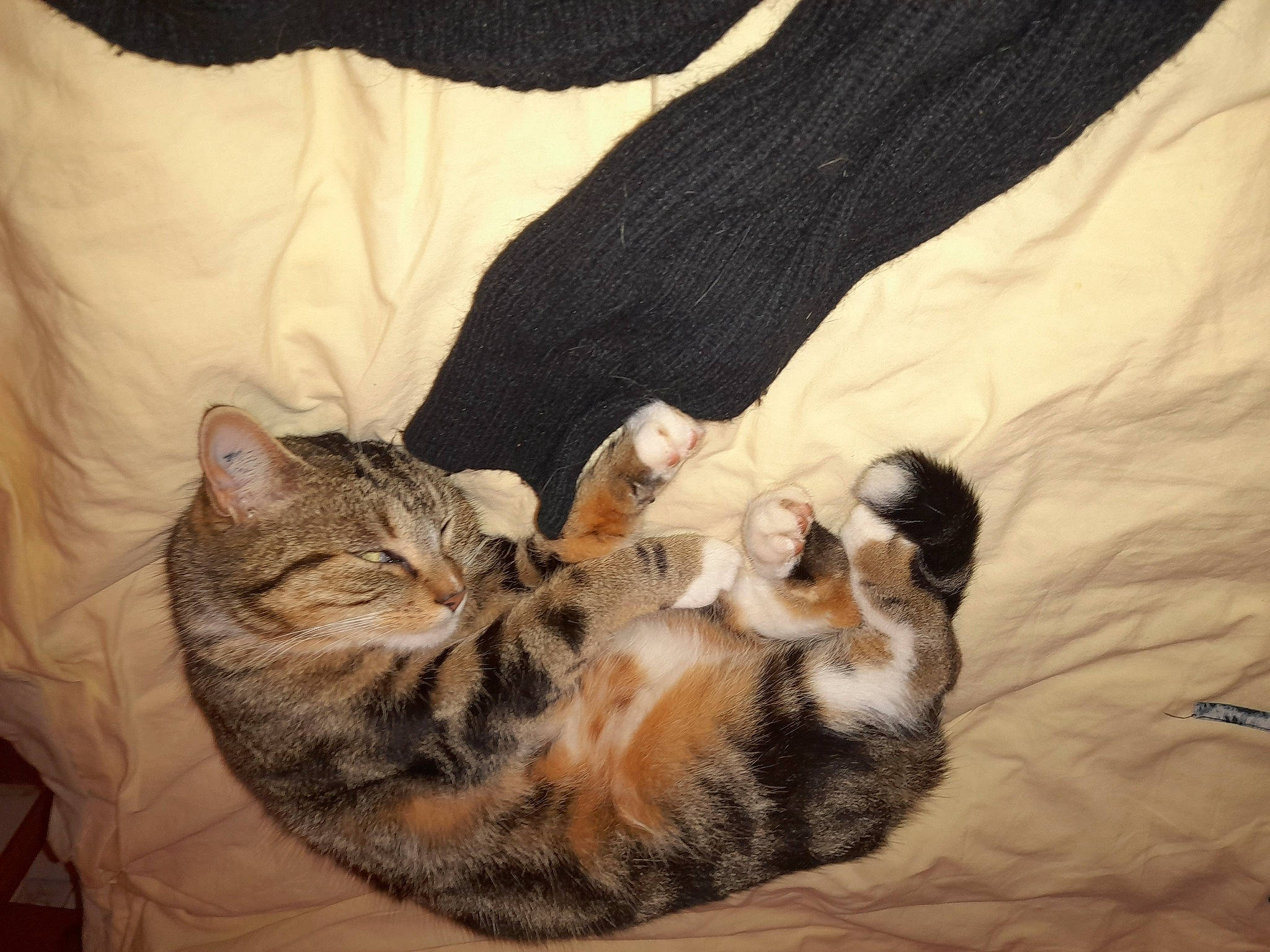 Lisbonne Alias Lisbonnette