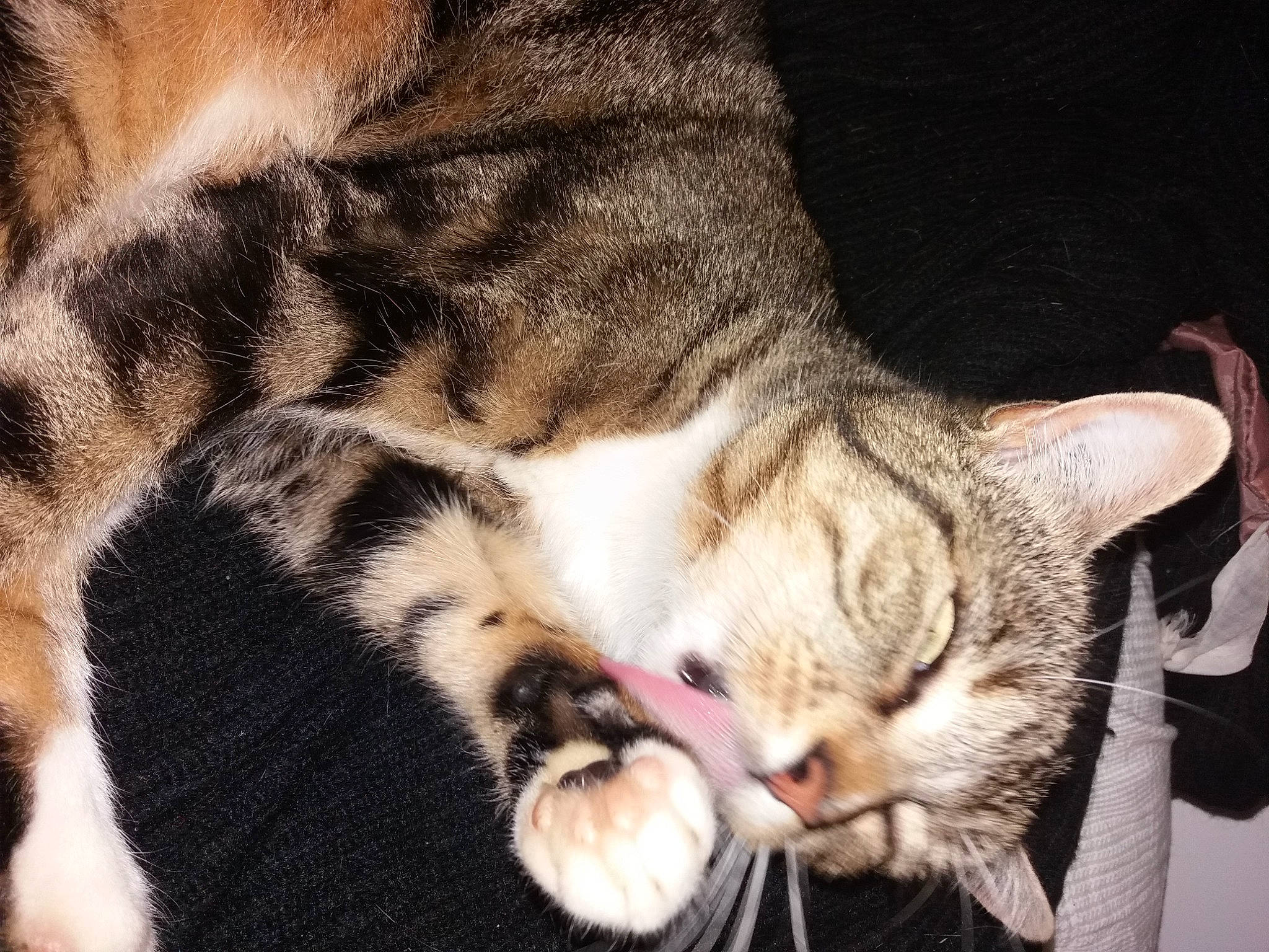 Lisbonne Alias Lisbonnette participe au concours pour gagner de l'argent avec cette photo : carnivore, cat, claw, close_up, comfort, domestic_short_haired_cat, fawn, felidae, fur, mammal, nap, paw, sleep, small_to_medium_sized_cats, snout, tail, terrestrial_animal, vertebrate, whiskers, wildlife