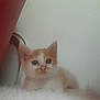 kitten, cat, orange_and_white, fluffy, pet, animal, cute, young, feline, whiskers, ears, soft, indoor, curious, closeup, face, small, adorable, resting, furry