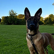 Roy participe au concours pour gagner de l'argent avec cette photo : dog, canine, leash, grass, outdoor, park, greenery, blue_sky, animal, pet, alert, standing, daylight, nature, ears, collar, muzzle, field, summer, young_dog