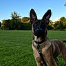 dog, canine, leash, grass, outdoor, park, greenery, blue_sky, animal, pet, alert, standing, daylight, nature, ears, collar, muzzle, field, summer, young_dog