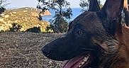 Roy a rejoint le concours — aidez-le/la à gagner de superbes lots ! dog, german_shepherd, panting, outdoor, nature, trees, grass, hill, sky, sea, landscape, animal, pet, canine, sunlight, resting, park, summer, daytime, scenic